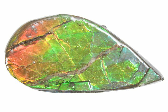 Iridescent Ammolite (Fossil Ammonite Shell) - Alberta #357492